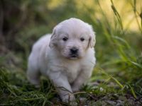 Bildschöne Golden Retriever Welpen