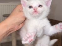 BKH Kitten mit blauen Augen Weiß Grau Beige