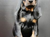 Black and Tan Coonhound-Welpen