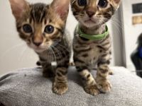 3 Atemberaubende  männliche Bengal Kitten 🐯