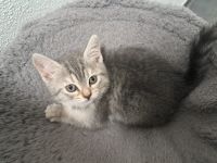 Britisch Kurzhaar Kitten