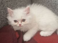 4 süße Perserbabys