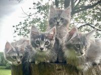 AUSZUGSBEREIT: Maine Coon Kitten in ticked suchen liebevolles Zuhause