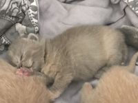 Wunderschöne Britisch Kurzhaar ( Bkh ) Kitten