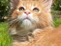 Main Coon Kitten Reinrassig