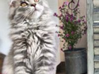 XXL Maine Coon Kitten