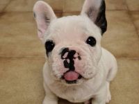 Französische Bulldoggen Welpen +_