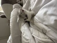 BKH und BLH suchen neues Haus