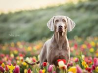 Deckrüde Nero vom Wolfenstein