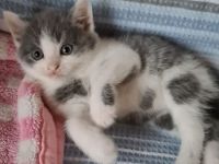 5verspielte und schöne BKH-Mischkatzen