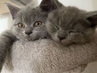 Britisch kurz Haar Baby Katzen
