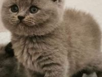 Günstige BKH Kitten (reinrassig) abzugeben