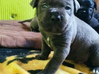 Cane Corso Welpen