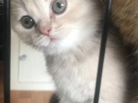 Reinrassige BKH KITTEN