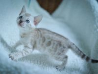 Blauäugiges Mädchen.Vom Züchter mit Stammbaum.Die Eltern haben Gentests bestanden.