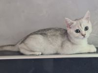 Zwei BKH Mädchen in black silver shaded