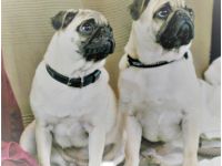 H U N D E B E T R E U U NG