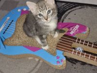 Hauskatze /Babykätzchen