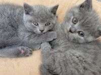 Britisch Kurzhaar Kitten