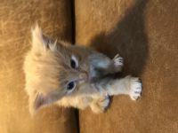 Maine Coon Kitten Reinrassig