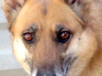 Sheila, weiblicher Schäferhund-Mix