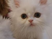 4 süße Perserbabys