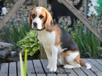 Beagledeckrüde Rr., tri.;