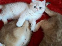 Wunderschöne BKH  Katerchen