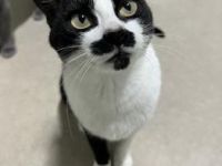 Marlene, FelV positiv