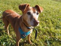 Angie, Vizla-Mix-Hündin, geb. 2010, ängstliche Hündin, sucht ihr erstes Zuhause