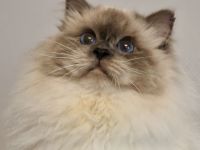 Heilige Birma von den Schneerosen