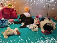 Süße Zwerg- und Toy Pudel Welpen mit Papiere