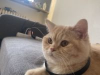 Britische kurzhaar Katze