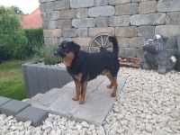 Zwerggriffon Deckrüde