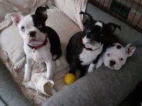 Boston Terrier Welpen mit Ahnentafel reinrassig