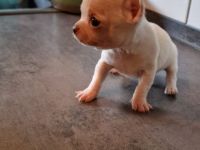 Mini Chihuahua Rüde ! Total süß, kurzhaarig und weiß