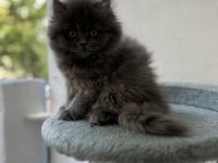 BKH Katze und BKH/BLH kitte abzugeben