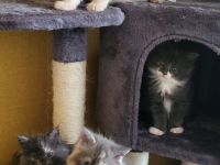 Maine Coon süße Kitten suchen ein neues Zuhause