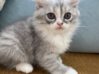 Süße weiße Perserkater