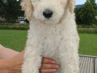 Grosspudelwelpen aus liebevoller Familienaufzucht mit VDH/FCI Papieren