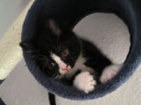 BKH Kitten Kater