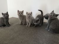 Britisch kurzhaar BKH