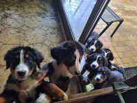 Junge reinrassige Bernersennen welpen