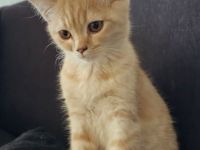 Britisch Kurzhaar Kitten Kater abgabebereit BKH