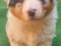 Australien Shepherd Welpen mit ASCA Papieren und Blauen Augen