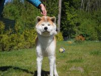 Akita Inu