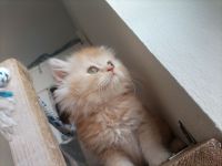 Perser kitten Katzenbabys suchen einen Kuschelplatz