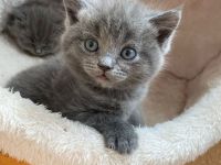 BKH Russisch blau kitten 🐱