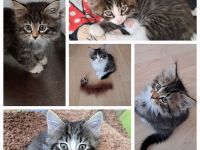 Main Coon Kitten