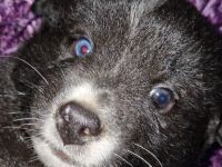 Miniature Australian Shepherd